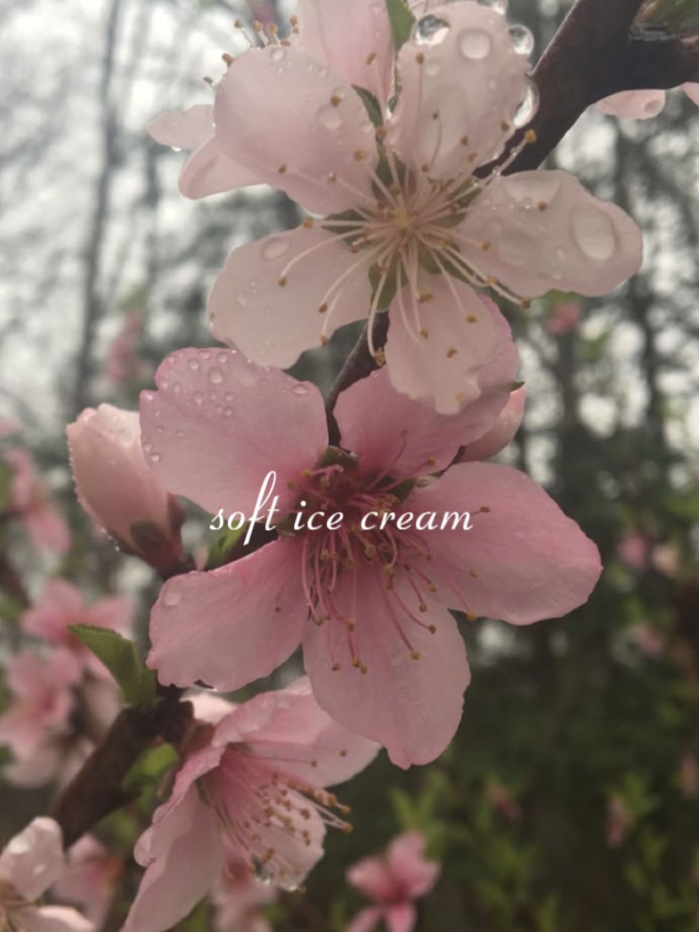 site banner